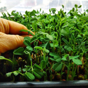 Winter Gardening Indoors