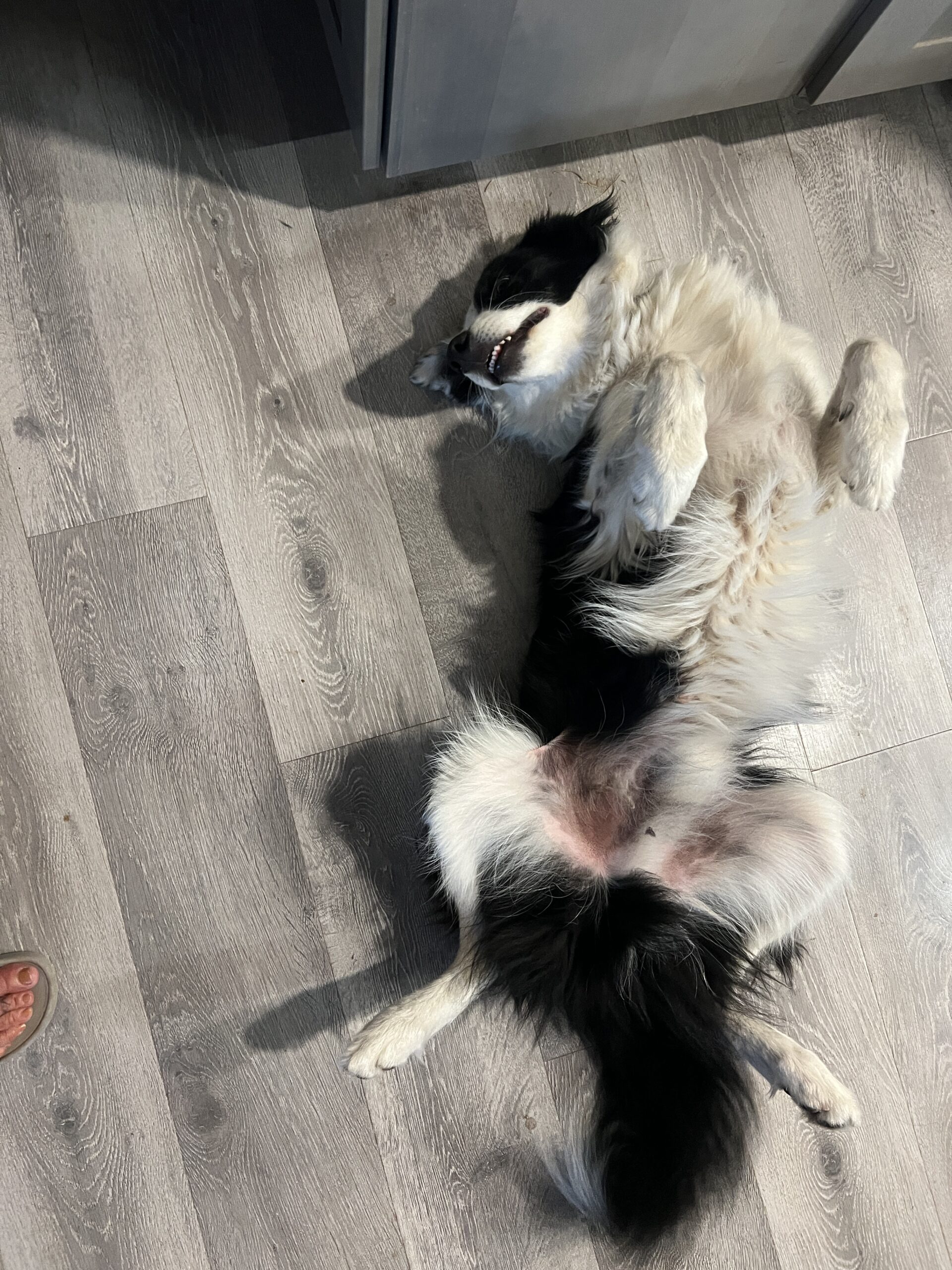 Buddy