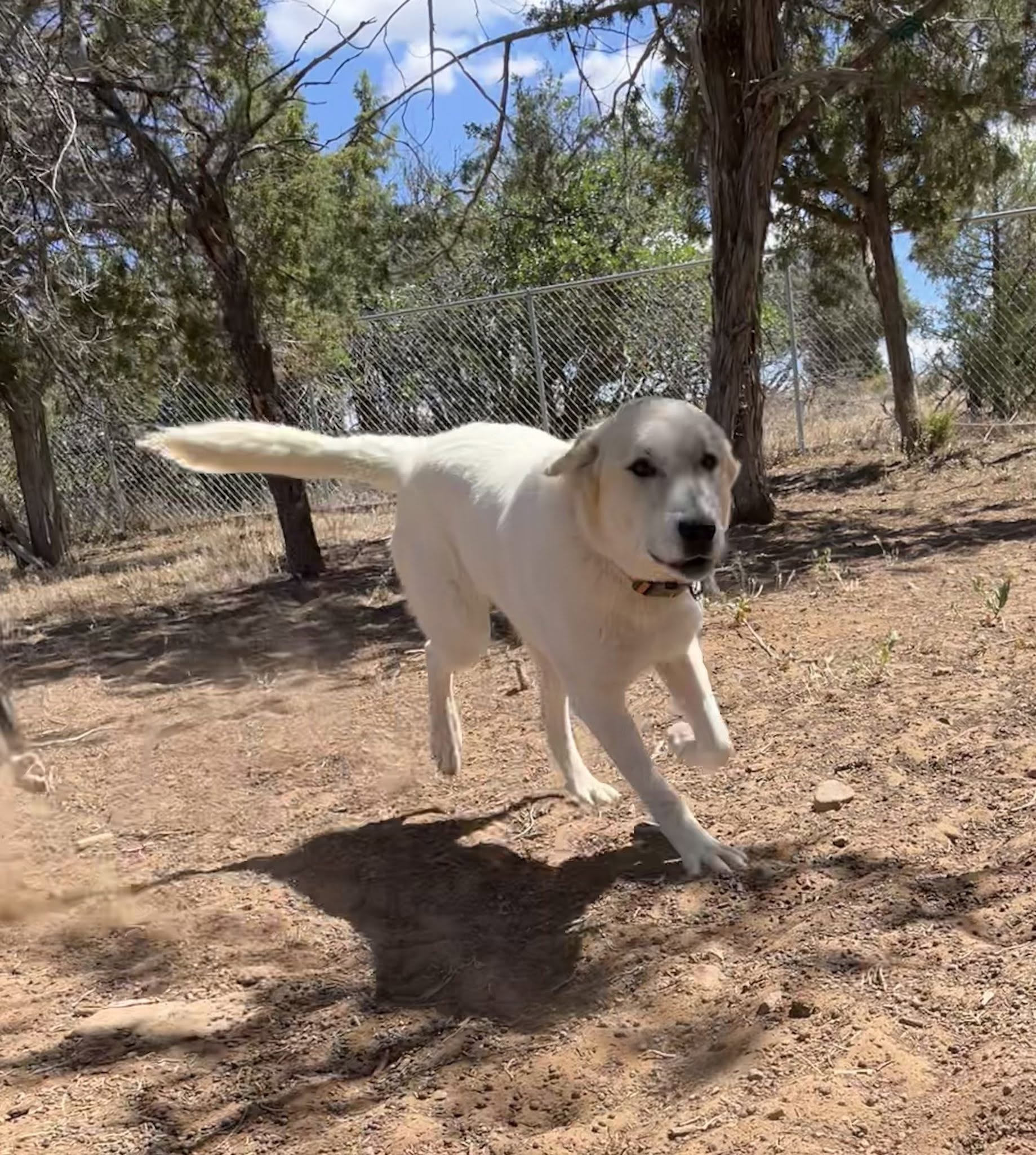 Odie